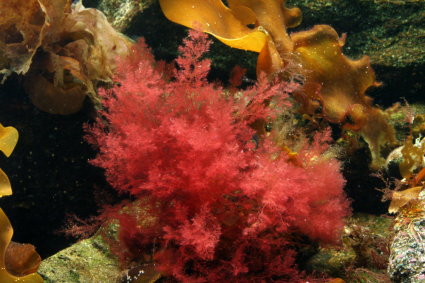 Red algae